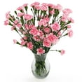 thumbnail image 5 of Member's Mark Mini Carnations, Choose color and stem count, 5 of 5
