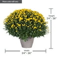 thumbnail image 5 of MUM PLANTER ., 5 of 6