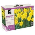 thumbnail image 1 of Member's Mark Daffodil Yellow Trumpet Dormant Bulbs, 40pk, 1 of 9