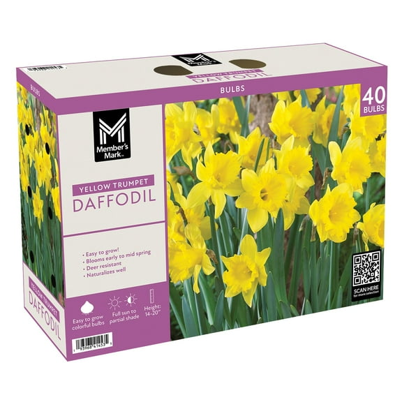 Member's Mark Daffodil Yellow Trumpet Dormant Bulbs, 40pk