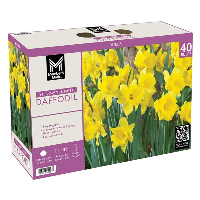 Member's Mark Daffodil Yellow Trumpet Dormant Bulbs, 40pk