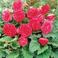 thumbnail image 4 of Member's Mark Picotee White to Pink & Double Pink Begonias Dormant Bulbs, 9pk, 4 of 9