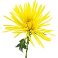 thumbnail image 4 of Member's Mark Spider Mums, choose color and stem count, 4 of 7