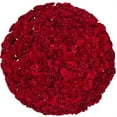 thumbnail image 1 of Member's Mark Mini Carnations, Choose color and stem count, 1 of 6