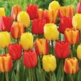 thumbnail image 3 of Member's Mark Tulip Spring Blend Dormant Bulbs, 45pk, 3 of 9
