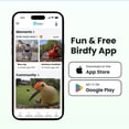 thumbnail image 9 of Birdfy Smart Metal Bird Feeder with Built-in Solar Panel and AI Camera, 9 of 12