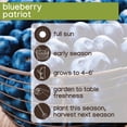 thumbnail image 7 of Member's Mark Blueberry Patriot & Jersey, 2pk, 7 of 10
