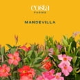 thumbnail image 2 of Costa Farms Live 12" Mandevilla Flowering Hanging Basket, 2 of 8