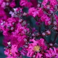 thumbnail image 1 of Mystic Magenta Black Diamond Crape Myrtle, 1 of 1