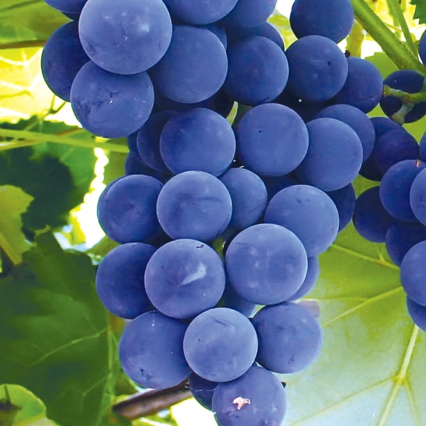 Member's Mark Grape Seedless Candice & Concord, 2pk - Samsclub.com