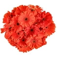 thumbnail image 1 of Member's Mark Gerbera Daisies, choose color and stem count, 1 of 4