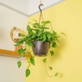thumbnail image 4 of Costa Farms 8" Exotic Angel Plant in Hanging Basket, 4 of 8