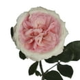 thumbnail image 1 of Member's Mark Garden Roses, 36 stems, Choose color variety, 1 of 6