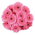 thumbnail image 1 of Member's Mark Gerbera Daisies, choose color and stem count, 1 of 8