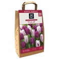 thumbnail image 1 of Member's Mark Tulip Color Me Purple Dormant Bulbs, 30pk, 1 of 9