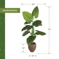 thumbnail image 5 of Artificial 6' Taro Tree in a Brown Ceramic Planter, 5 of 5