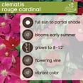 thumbnail image 6 of Member's Mark Clematis Rouge Cardinal Dormant Bulbs, 3pk, 6 of 9