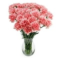 thumbnail image 5 of Member's Mark Carnations, Choose color and stem count, 5 of 7