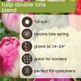 thumbnail image 6 of Member's Mark Tulip Double Late Blend Dormant Bulbs, 30pk, 6 of 9