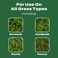thumbnail image 6 of Scotts Turf Builder Lawn Food, 37.5 lbs., 6 of 10