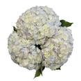 thumbnail image 2 of Member's Mark Novelty Hydrangeas, color and variety may vary, 2 of 5