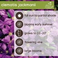 thumbnail image 6 of Member's Mark Clematis Jackmanii Dormant Bulbs, 3pk, 6 of 9