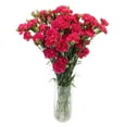 thumbnail image 3 of Member's Mark Mini Carnations, Choose color and stem count, 3 of 6
