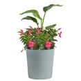 thumbnail image 4 of Costa Farms Live 10" Assorted Tropical Flowering Patio Combo, 4 of 10