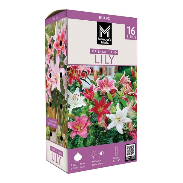Member's Mark Lily Oriental Blend Dormant Bulbs, 16pk - Samsclub.com