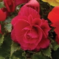 thumbnail image 5 of Member's Mark Picotee White to Pink & Double Pink Begonias Dormant Bulbs, 9pk, 5 of 9