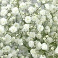 thumbnail image 3 of Member's Mark Premium Gypsophila, color and variety may vary, 3 of 4