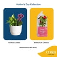 thumbnail image 1 of Live Mother's Day Flowering Assortment, Anthurium or Orchid, 1 of 10