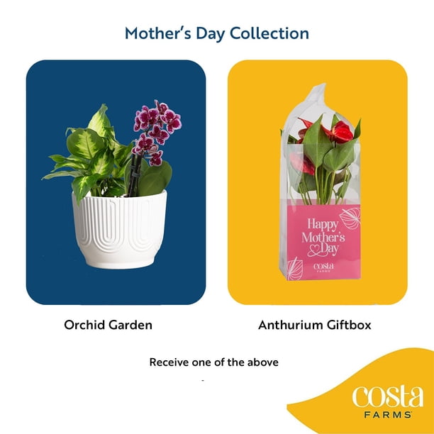フラワー・ガーデニング Sunday's Mama One Hot Mama | Spring Daylily Catalog – Schreiner's Gardens