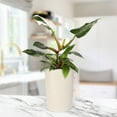 thumbnail image 3 of Live 5" White Princess Philodendron in Ceramic Pot, 3 of 5