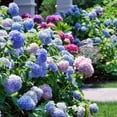 thumbnail image 2 of Hydrangea or Lilac Shrubs 2 pk., 2 of 15