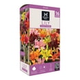thumbnail image 1 of Member's Mark Lily Asiatic Blend Dormant Bulbs, 16pk, 1 of 9