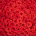 thumbnail image 4 of Member's Mark Ecuadorian Premium Roses, choose color variety and stem count, 4 of 6