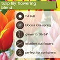 thumbnail image 6 of Member's Mark Tulip Lily Flowering Blend Dormant Bulbs, 30pk, 6 of 9