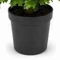 thumbnail image 3 of Artificial 4' Holly Berry Double Ball Topiary in Black Grower's Pot, 3 of 6
