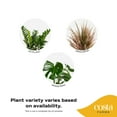 thumbnail image 2 of Costa Farms 10" Basic Foliage Plant in Grower Pot, 2 of 9