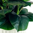 thumbnail image 2 of Artificial Premium Rubber Plant in Fluted Off White Pot, 2 of 5