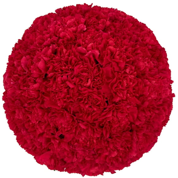Member's Mark Carnations, choose color and stem count