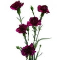 thumbnail image 4 of Member's Mark Mini Carnations, Choose color and stem count, 4 of 6