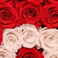 thumbnail image 5 of Member's Mark I LOVE YOU XXL Premium Preserved Rose Gift Display Box, 5 of 7
