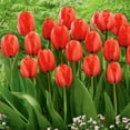 thumbnail image 3 of Member's Mark Tulip Red Impression Dormant Bulbs, 45pk, 3 of 7