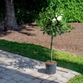 thumbnail image 3 of Costa Farms Live 10" Gardenia Standard, Fragrant Flowers, 3 of 7