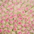 thumbnail image 2 of Member's Mark Ecuadorian Premium Roses, choose color variety and stem count, 2 of 9