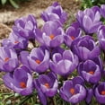 thumbnail image 7 of Member's Mark 60 Days of Blooms Chionodoxa, Crocus, Daffodil, Tulip, and Dutch Iris Dormant Bulbs, 60pk, 7 of 15