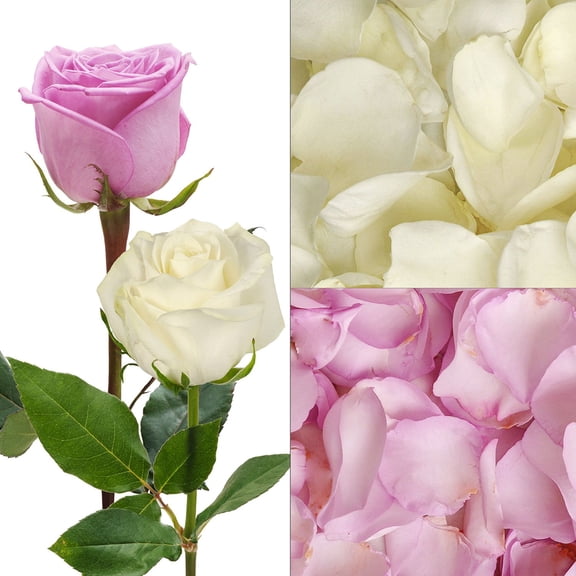 Member's Mark Roses and Petals Combo, 75 stems+ 2,000 petals, choose color