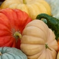 thumbnail image 2 of Heirloom Pumpkin, 1 ct., 2 of 5